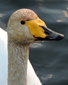 Referenser: Rees E.C. et al. 1993: International collaborative study of Bewick’s Swans nesting in the European Northeast of Russia. The Russian Journal of Ornithology