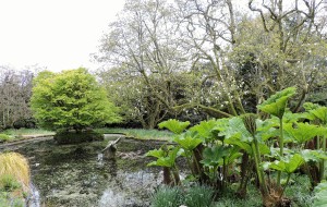 Damm med jättegunnera Trewidden Garden Cornwall Storbritannien 28 april 2015