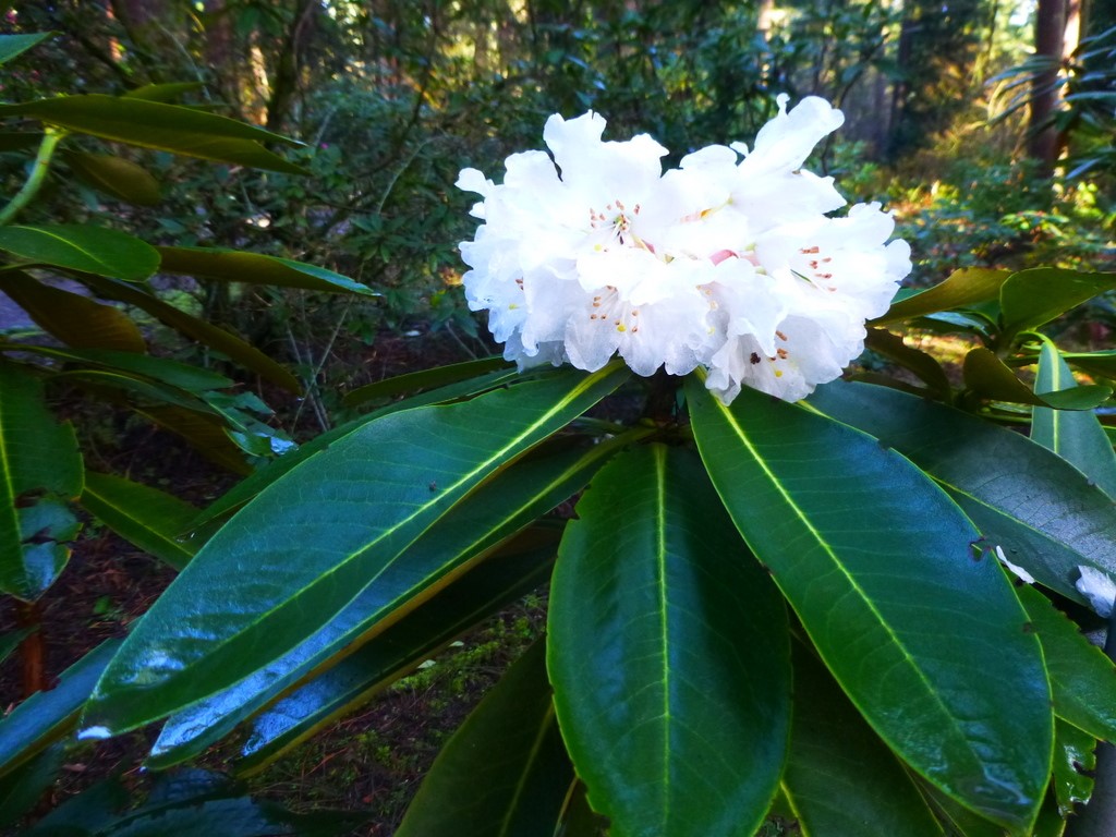 Rhododendron watsonii SEH#26015 147sd2006 – Rhododendron Species ...