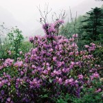 Rhododendron concinnum