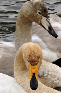 Referenser: Rees E.C. et al. 1993: International collaborative study of Bewick’s Swans nesting in the European Northeast of Russia. The Russian Journal of Ornithology