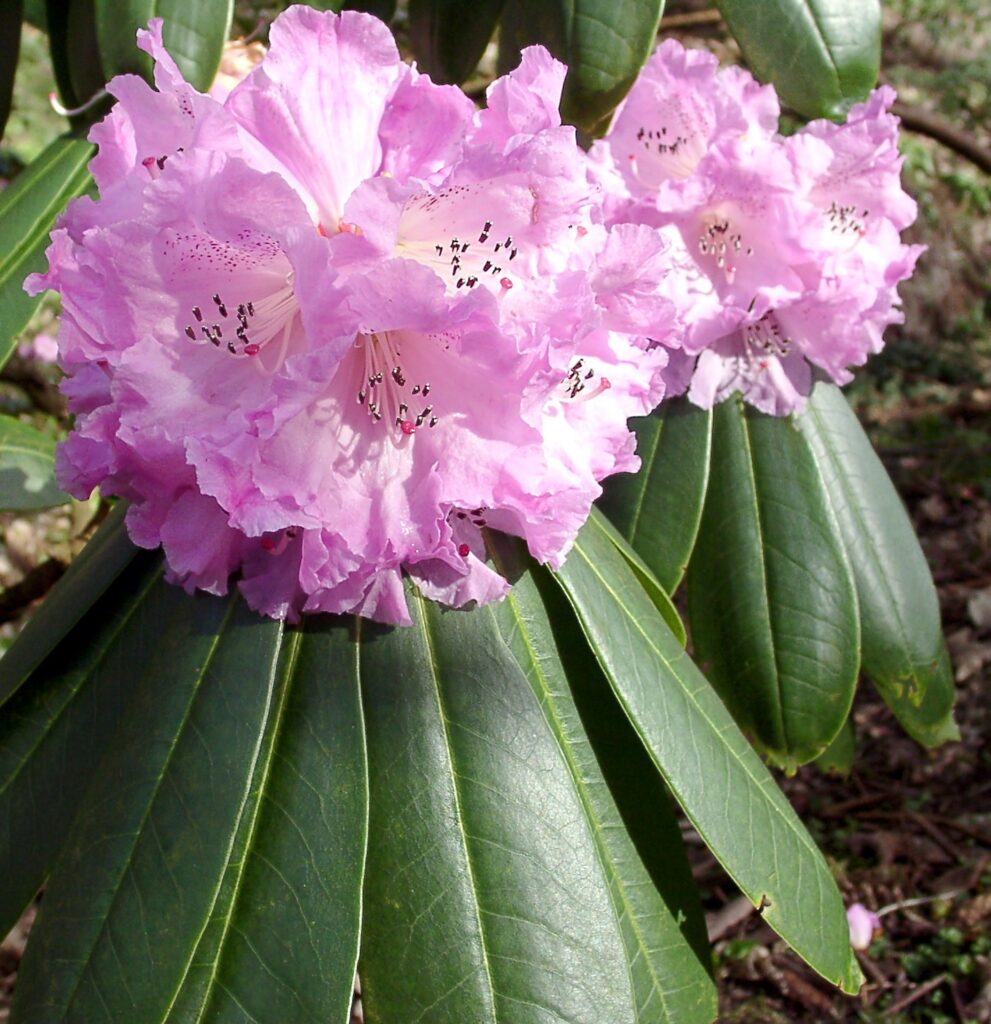 SUTCHUENENSE Larger Species Rhododendrons